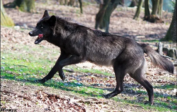 Картинка nature, predator, animal, wolf, wildlife, portrait, black wolf, portrait.