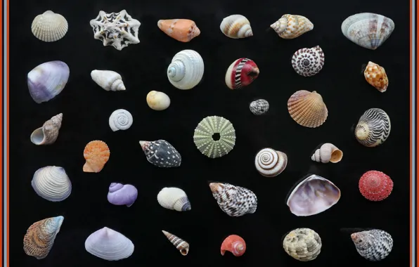 Картина, ракушки, коллекция, picture, collection, shells, другое, Other