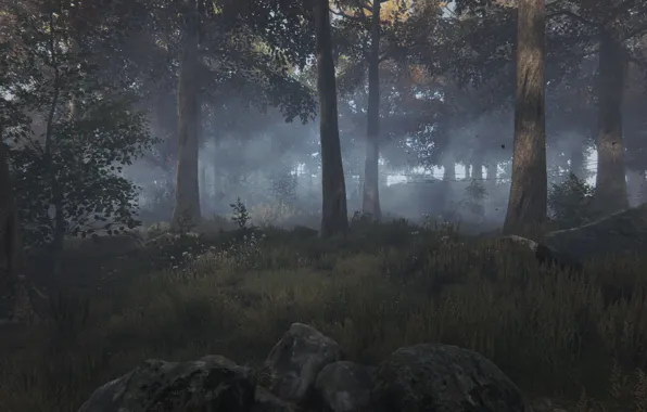 Лес, туман, рендеринг, природа ., туман в лесу, Ethan Carter