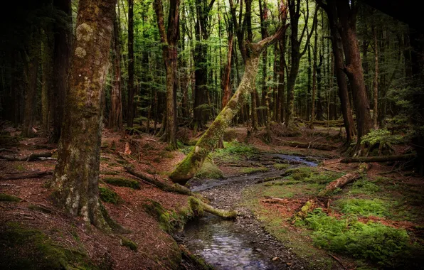 Картинка лес, деревья, ручей, Новая Зеландия, New Zealand