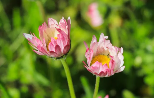 Flower, spring, daisy