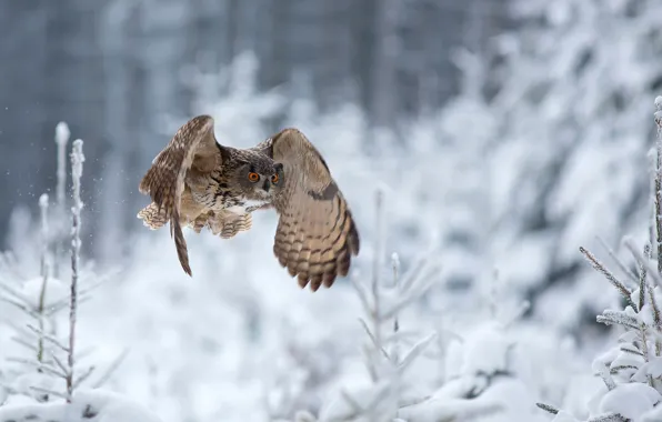 Зима, сова, полёт, Eagle Owl