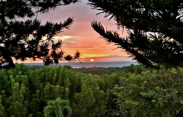 Картинка лес, солнце, деревья, закат, горизонт, Кабо Рохо, Пуэрто-Рико