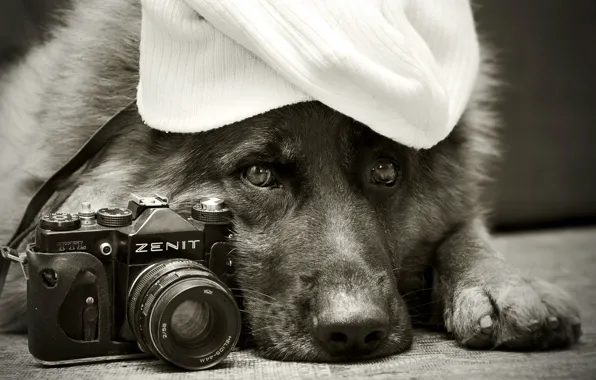 Друг, собака, Zenit, Немецкая овчарка