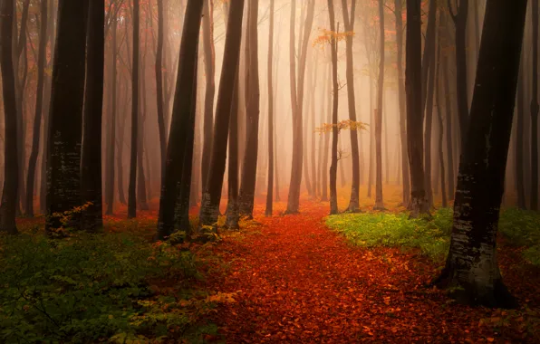 Осень, лес, листья, деревья, природа, туман, тропинка, Пейзажи