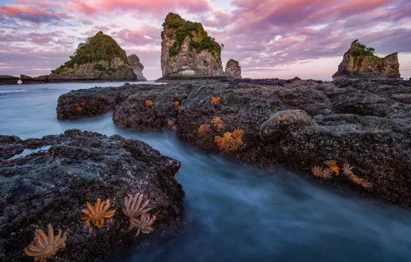 Пейзаж, природа, камни, океан, скалы, побережье, утро, Новая Зеландия