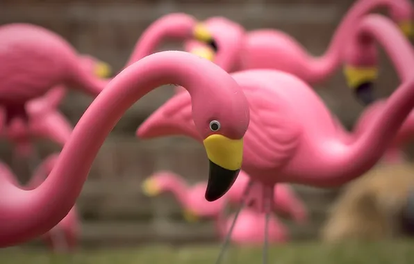 Игрушки, фламинго, A Flock of Pink Flamingos