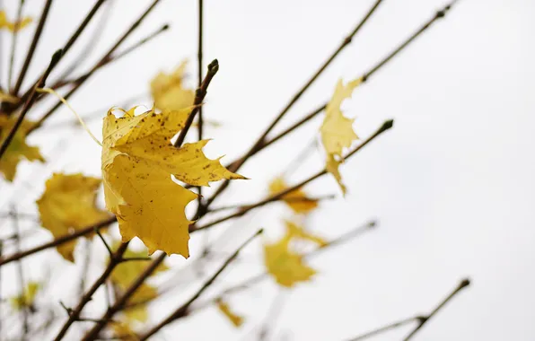 Осень, листья, природа