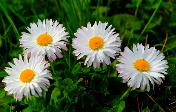 Картинка flower, spring, daisy