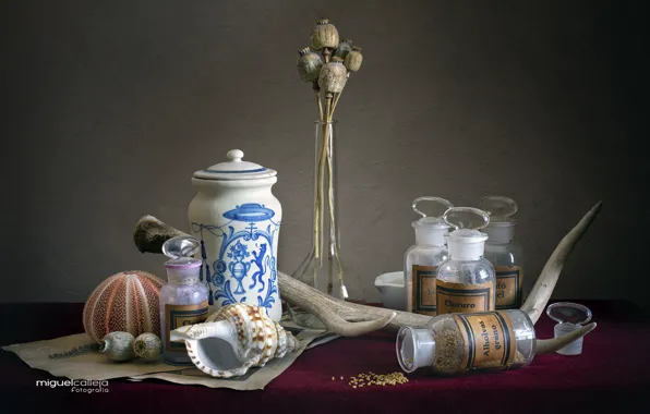 Мак, ракушки, бутылки, натюрморт, рог