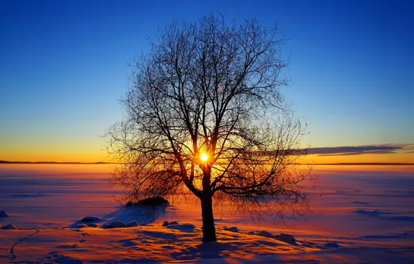 Картинка зима, небо, солнце, снег, закат, дерево