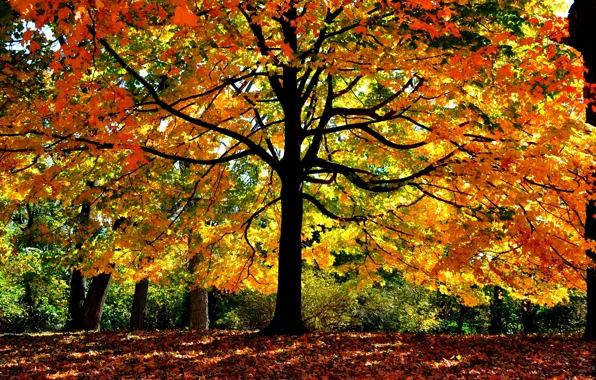 Картинка листья, свет, ветки, дерево, Осень