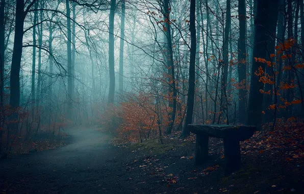 Дорога, осень, туман, парк, скамья
