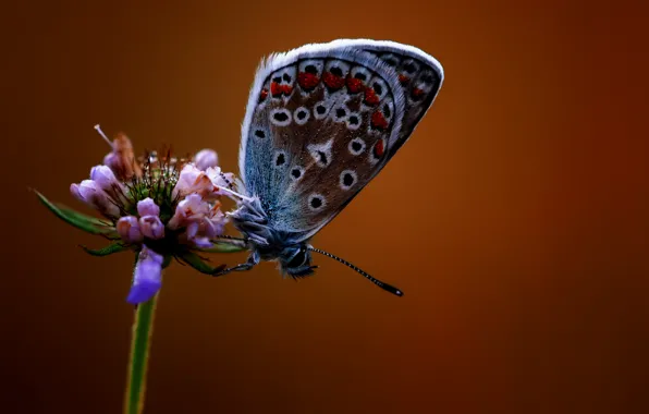 Цветок, бабочка, flower, butterfly, темно-красный фон, dark red background