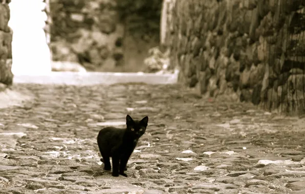 Котенок, улица, черный, смотрит