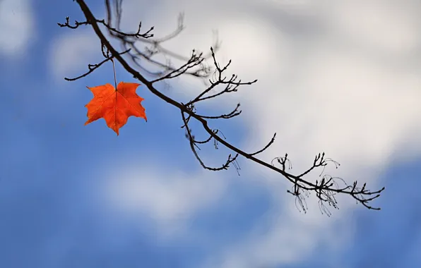 Картинка осень, лист, ветка