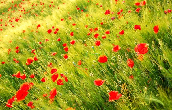Картинка поле, природа, растения, Маки, красные, Wild poppy