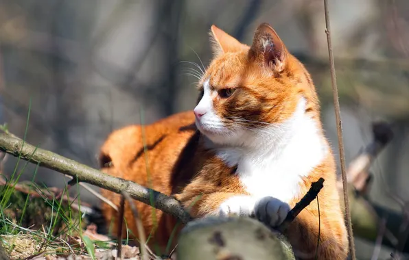 Картинка белый, кот, рыжий, лежит