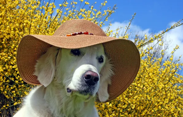 Картинка лето, собака, шляпа