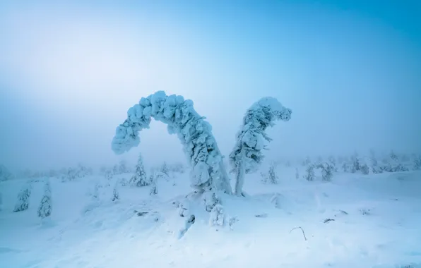 Зима, иней, лес, снег, деревья, природа, туман, ели