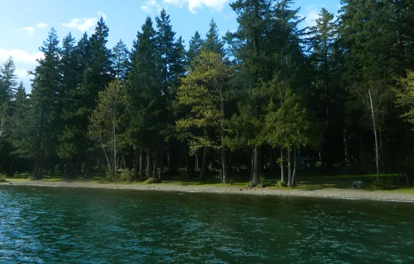 Картинка лес, деревья, река, Природа, forest, river, trees, nature