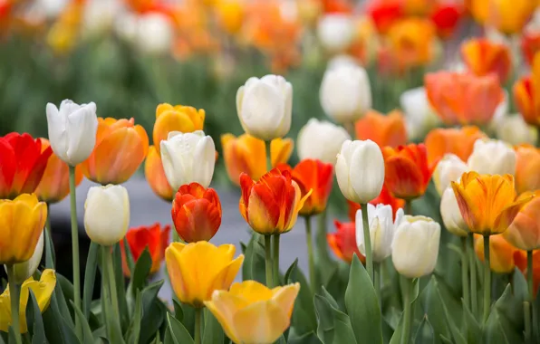 Картинка весна, тюльпаны, бутоны
