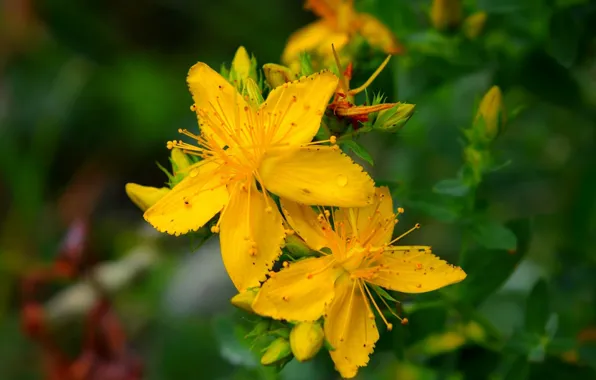 Макро, зверобой, Macro, Желтые цветы, Tutsan, Yellow flowers