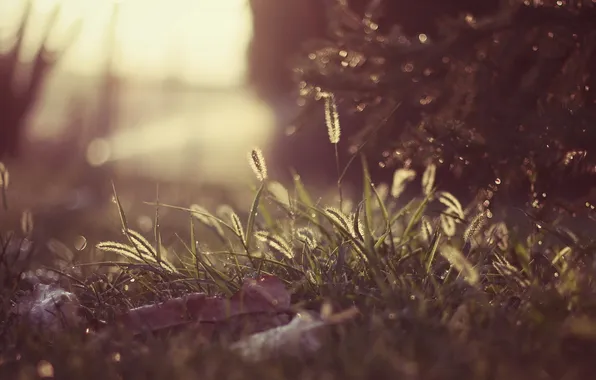 Лето, трава, солнце, природа