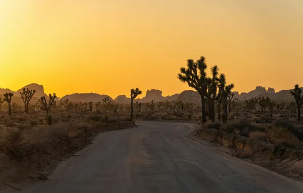 Дорога, закат, горы, растительность, USA, California, Joshua Tree National Park