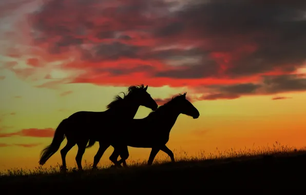 Картинка закат, природа, кони