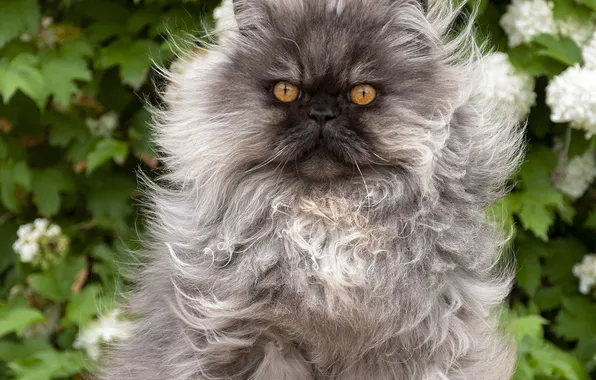 Кошка, кот, взгляд, цветы, поза, серый, куст, пушистый
