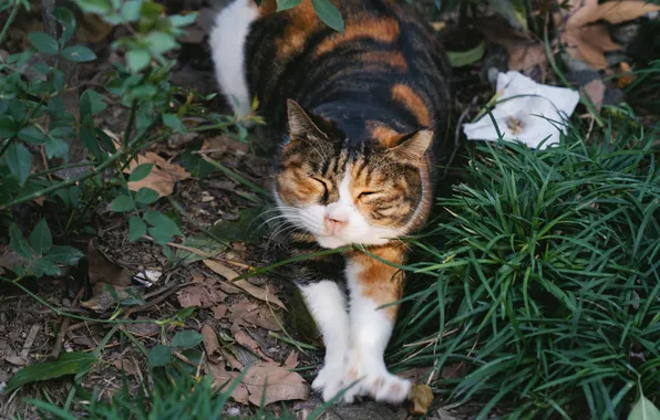 Кошка, цветок, листья, природа, поза, лапки, сад, мордашка