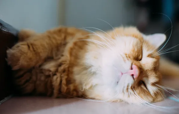 Кошка, усы, отдых, шерсть
