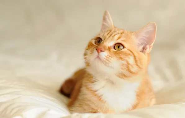 Кошка, взгляд, поза, котенок, портрет, рыжий, постель, лежит