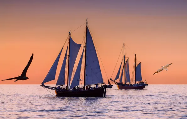 Море, чайки, вечер, парусники