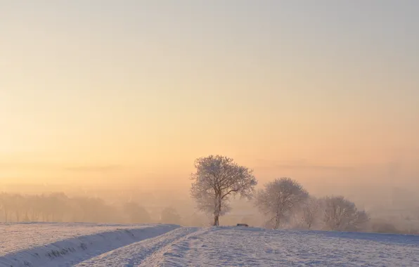 Road, winter, snow, tree, morning, fog, sunrise, dawn