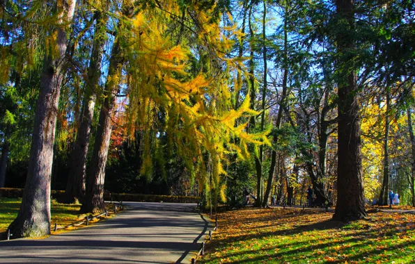 Park, autumn, tree, fall, lane