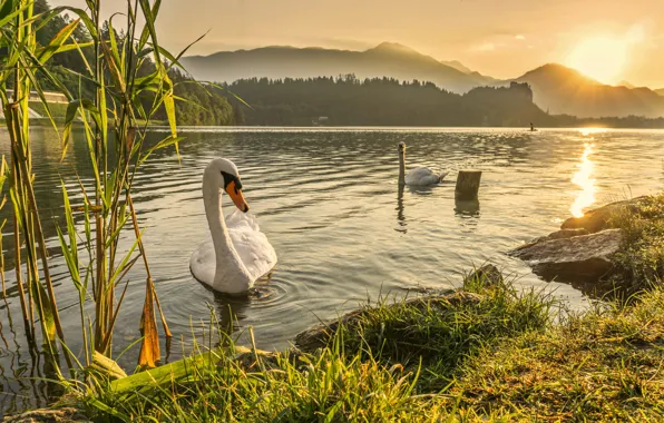 Swan, river, landscape, sunset, lake, dawn