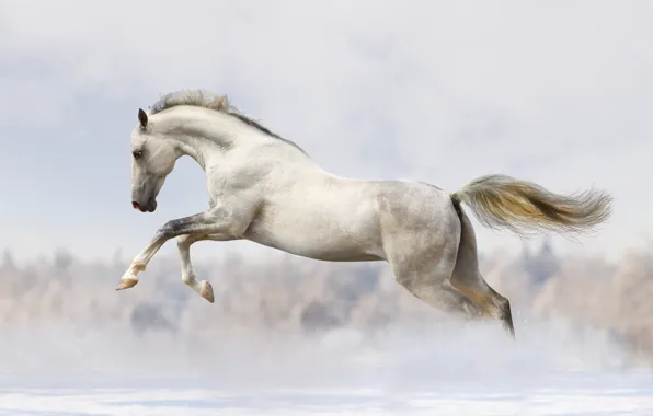 Картинка snow, white horse, running
