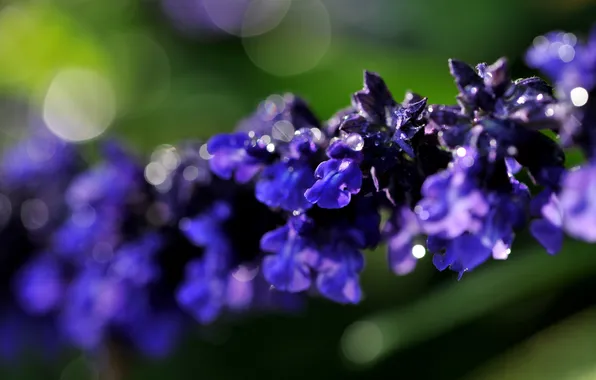 Картинка цветок, фиолетовый, макро, фон, ветка