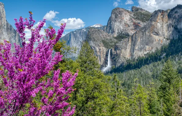 Деревья, горы, водопад, Калифорния, California, Национальный парк Йосемити, Yosemite National Park, Сьерра-Невада