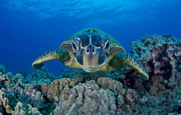 Картинка Гавайи, Hawaii, Под водой, Подводный мир, Мауи, Maui, Зеленая морская черепаха, Green sea turtle