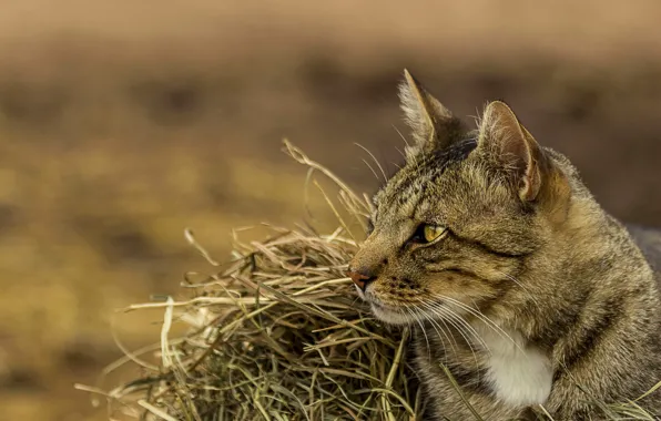 Кошка, кот, портрет, сено, солома