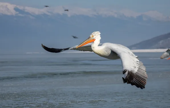Море, полет, горы, птица, пеликан