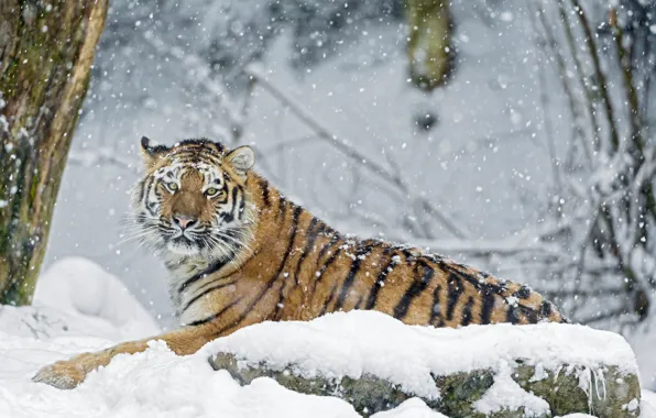 Картинка зима, снег, тигр, камень, хищник