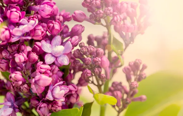 Весна, цветение, blossom, flowers, сирень, spring, purple, lilac