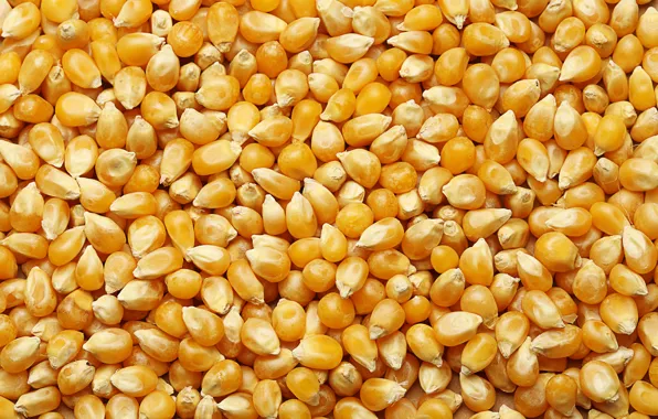 Yellow, corn, many, corn grains