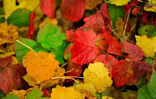 Осень, листья, цвет, багрянец