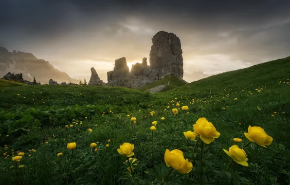 Цветы, Italy, Dolomites