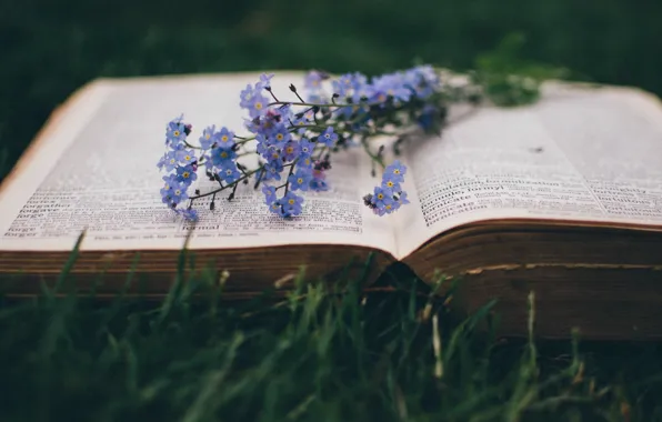 Макро, цветы, книга
